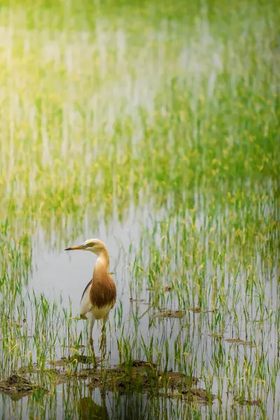 Turnalar, yeşil pirinç bitkilerinin filizlendiği pirinç tarlasının ortasında yiyecek arıyorlar.