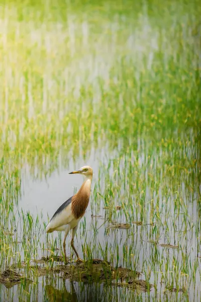 Turnalar, yeşil pirinç bitkilerinin filizlendiği pirinç tarlasının ortasında yiyecek arıyorlar.