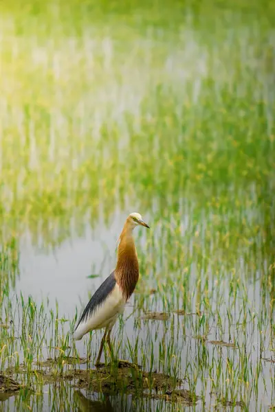 Turnalar, yeşil pirinç bitkilerinin filizlendiği pirinç tarlasının ortasında yiyecek arıyorlar.