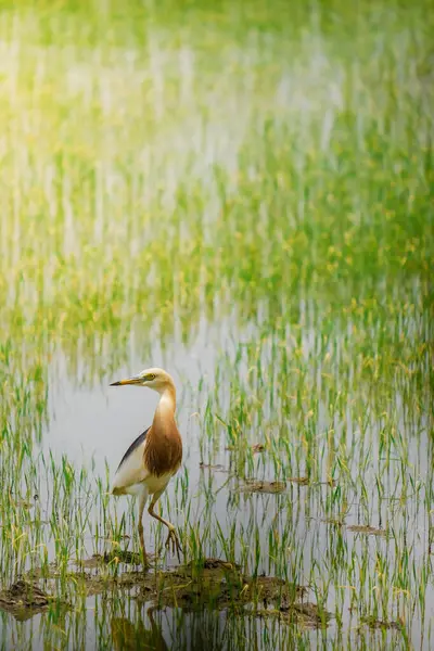 Turnalar, yeşil pirinç bitkilerinin filizlendiği pirinç tarlasının ortasında yiyecek arıyorlar.
