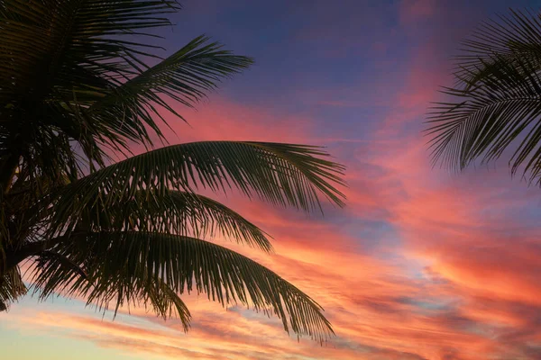 Palmiers Sculptés Par Beau Lever Soleil Dans Paradis Tropical Des — Photo