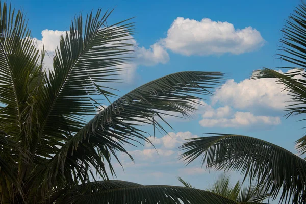 Palmiers Silhouettés Par Beau Ciel Dans Paradis Tropical Des Philippines — Photo