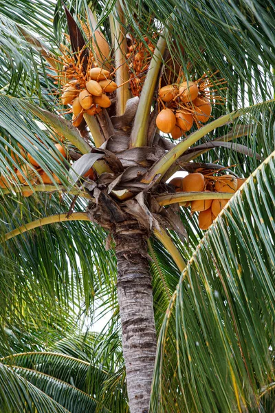 The Coconut Palm Tree, Cocos nucifera, with a bunch of coconuts with a blue sky