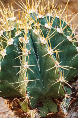 Bir bahçedeki bir Altın Fıçı Kaktüsünün (Ferocatus glaucescens) yakınında.