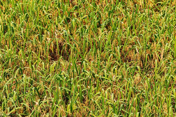 Rýžové Pole Připraveno Sklízeného Dračí Páteřní Rýžové Terasy Nebo Rýžové — Stock fotografie