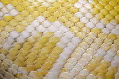 Close up of an albino Burmese Python Python bivitattus scales