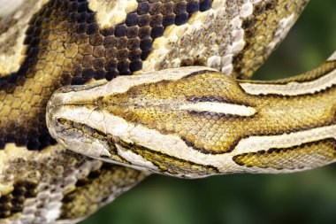 Close up of Burmese Python Python bivitattus with a beautiful pattern