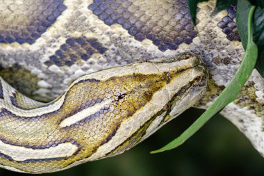 Close up of Burmese Python Python bivitattus with a beautiful pattern