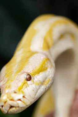 Close up of an albino Burmese Python Python bivitattus with a beautiful pattern