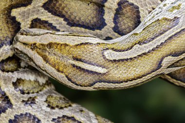 Close up of Burmese Python Python bivitattus with a beautiful pattern