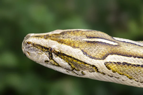 Close Burmese Python Python Bivitattus Beautiful Pattern — Foto de Stock