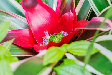 Close up of a beautiful red Bromeliad flower a common house plant
