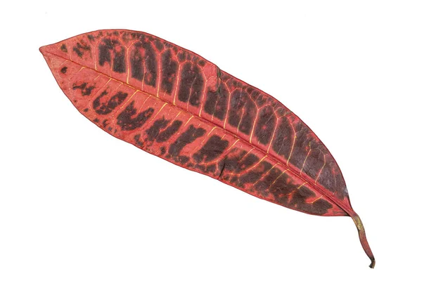 Close Croton Leaf Codiaeum Variegatum Showing Beautiful Pattern Isolated White — Stock Photo, Image