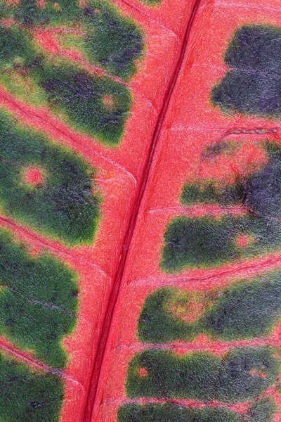 Zbliżenie Liści Krotonów Codiaeum Variegatum Ukazujące Piękny Wzór Żył — Zdjęcie stockowe