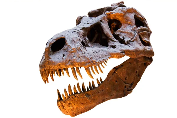 Tyrannosaurus Rex Skull Isolated White Background Copy Space — Stock Photo, Image