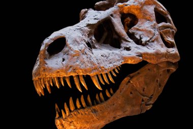 Tyrannosaurus Rex skull isolated on black background with copy space