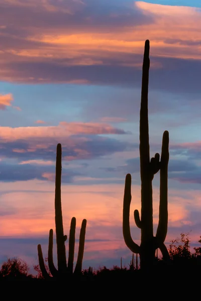 Saguaro Cactus Bij Zonsondergang Saguaro National Park Arizona Verenigde Staten — Stockfoto