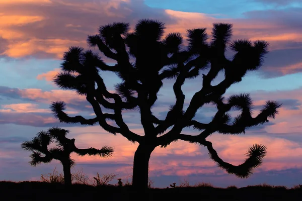 Joshua Tree Yucca Brevifolia Soumraku Národní Park Joshua Tree Kalifornie — Stock fotografie