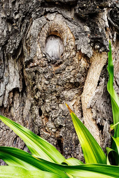 Doğanın güzelliğini taklit eden bir ağaç kütüğünü kapatın.