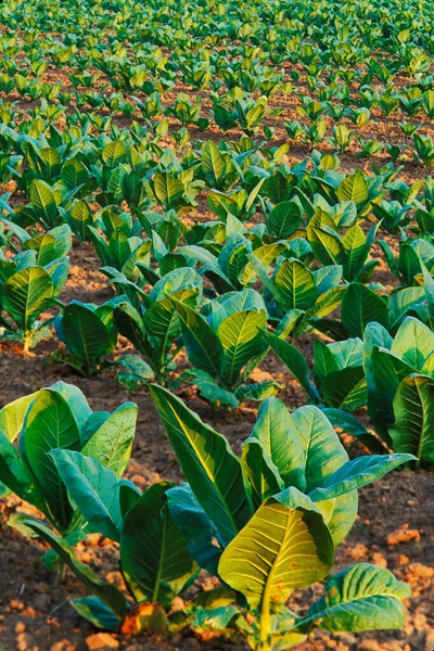 Plántulas Tabaco Creciendo Campo Fuera Lexington Kentucky — Foto de Stock