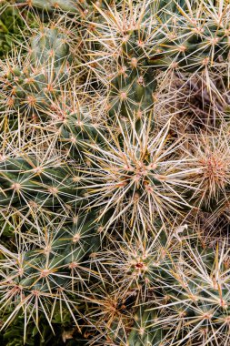 Bir Cholla Kaktüsü 'ne (Opuntia spp.) yakın çekim. Joshua Tree Ulusal Parkı, Kaliforniya, ABD