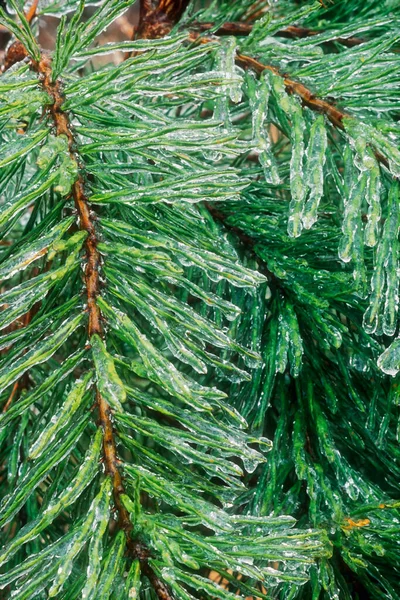 Ice Covered Pine Trees Winter Ice Strom Kentucky United States — Stock Photo, Image