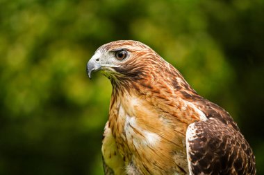The Red-Tailed Hawk is a bird of prey that breeds throughout most of North America, from the interior of Alaska and northern Canada to as far south as Panama and the West Indies clipart