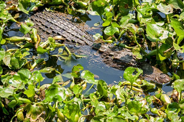 Сиамский Крокодил Crocodylus Siamensis Пресноводный Крокодил Обитающий Индонезии Борнео Возможно — стоковое фото
