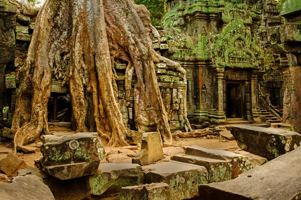 Ficus Strangulosa Tree Growing Doorway Ancient Ruins Prohm Angkor Wat — Stock Photo, Image