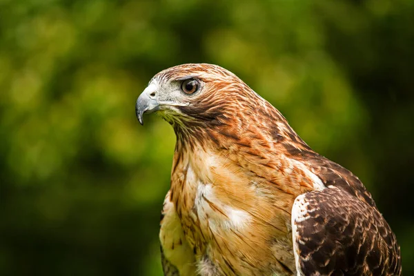Red Tailed Hawk Bird Prey Breeds Throughout Most North America — Stock Photo, Image