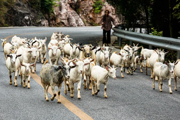 Cabras Sendo Mantidas Uma Estrada Rural Condado Guilin Região Autônoma — Fotografia de Stock