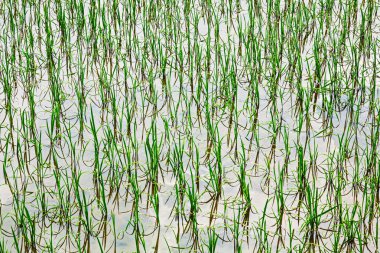 Güneydoğu Çin, Doğu Asya 'da yeni ekilmiş pirinç tarlaları.