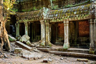 eski bir kapı üzerinde büyüyen ficus strangulosa ağacı, ta prohm Kamboçya angkor wat sitesinde Harabeleri