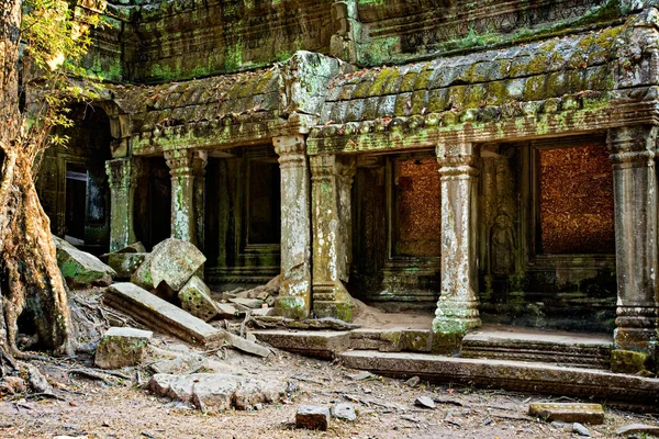 Strangulosa 棵在门口在古代遗址 普仑在柬埔寨吴哥寺网站 — 图库照片
