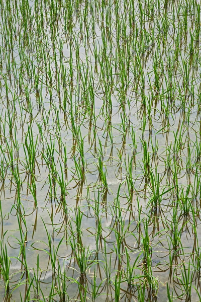 Güneydoğu Çin, Doğu Asya 'da yeni ekilmiş pirinç tarlaları.