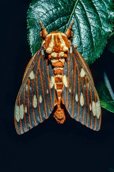 Regal Moth Citheronia Regalis 也被称为山核桃角魔鬼 原产于美国东部 — 图库照片