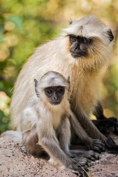 Infant Commom Langur Monkey Presbytis Entellus Abraçando Sua Mãe Parque Fotos De Bancos De Imagens Sem Royalties