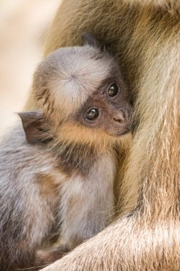 Bebek Gray Langur Maymun Presbytis Hindistan 'daki Ranthambore Ulusal Parkı' nda annesiyle emziriyor. Asya, Hinduizm 'de kutsal olarak kabul edilir.