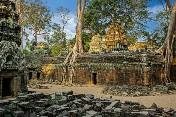 Ficus Strangulosa Tree Growing Doorway Ancient Ruins Prohm Angkor Wat — Stock Photo, Image