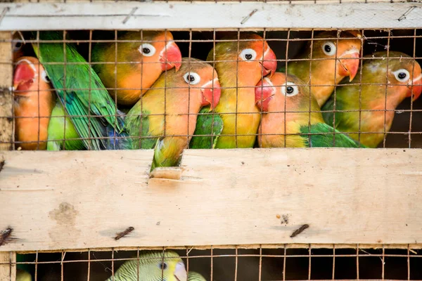 Lovebirds at a local bird market ready for shipment to pet stores. The Fischer\'s Lovebird (Agapornis fischeri) is a small parrot species. Guilin China, East Asia. Fischer\'s Lovebird are native to a small area of east-central Africa