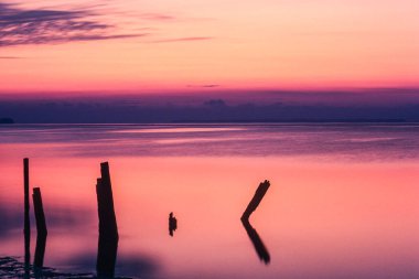 Flamingo, Everglades Ulusal Parkı, ABD, Kuzey Amerika 'dan Florida Körfezi' nde sabahın erken saatlerinde...