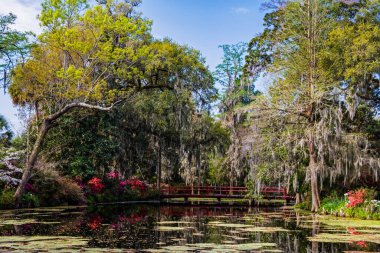 Magnolia Plantation and its Gardens near Charleston, South Carolina with Spring Azaleas blooming on an old plantation, USA, North America clipart