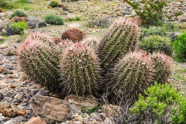 Cottontop Barrel Kaktüsü (Echinocactus polycephalus) Ölüm Vadisi Ulusal Parkı, Kaliforniya, ABD, Kuzey Amerika