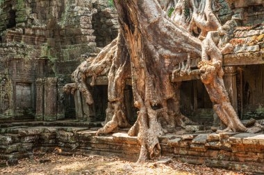 eski bir kapı üzerinde büyüyen ficus strangulosa ağacı, ta prohm Kamboçya angkor wat sitesinde Harabeleri
