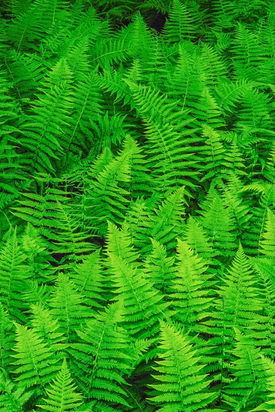New York Ferns Thelypteris Noveboracensis Great Smoky Mountains National Park — Stock Photo, Image