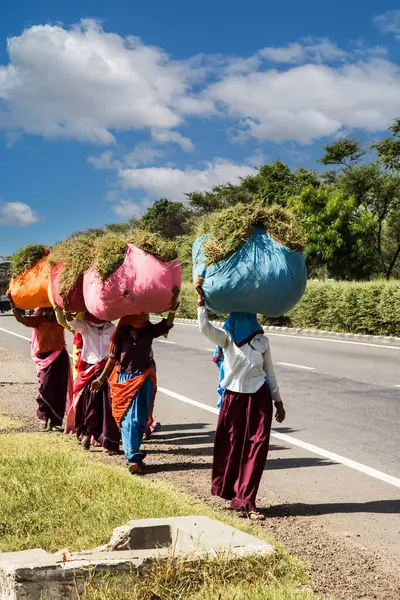 stock image Women dressed in saris carrying heavy loads of grasses on their heads on road to Jodhpur in Rajasthan India, South Asia