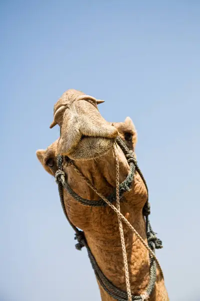 Feche Camelo Rajasthan Índia Sul Ásia Com Espaço Cópia — Fotografia de Stock