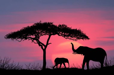 Kenya Afrika 'daki Massai Mara' da gün doğumunda ağacın altında duran filler.