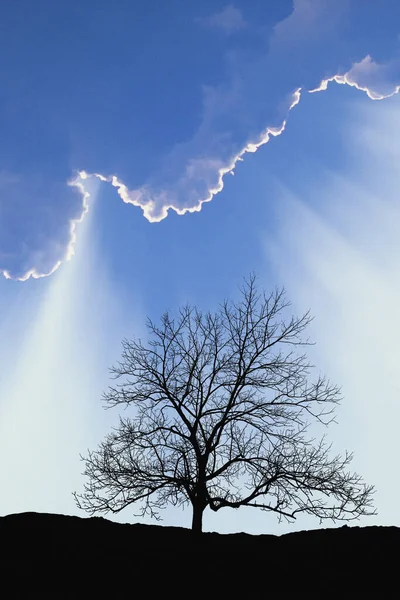 Lone Tree Field Cloud Burst Copy Space — Stock Photo, Image