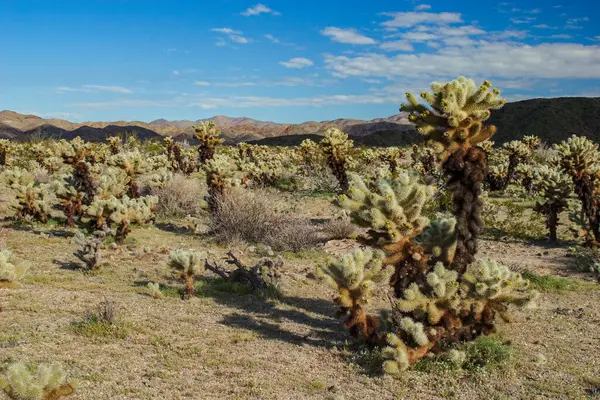 Joshua Tree (Yucca brevifolia) Güney Kaliforniya 'daki Joshua Tree Ulusal Parkı, ABD